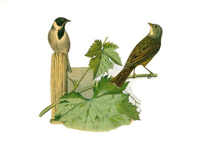 博物学的なボード。conirostrous passerines（円錐形のくちばし）を表す動物学的なボード。葦のオルトランとオルトラン。博物学者ビュフォン伯爵ジョルジュ・ルイ・ルクレールが著した『ビュフォン全集』の鳥類に関する9巻から描かれた図版 作： Edouard Travies