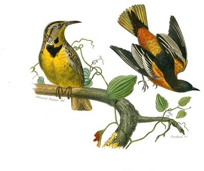 博物学的なボード。conirostrous passerines（円錐形のくちばし）を表す動物学的ボード。ルイジアナ州のムクドリとボルチモア州のムクドリ。博物学者ジョルジュ・ルイ・ルクレの『ビュフォン全集』鳥類編9巻からの図版。 作： Edouard Travies