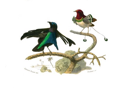 博物学的なボード。conirostrous passerines（円錐形のくちばし）を表現した動物学的ボード。クロマダラとマヌコダイル。博物学者ジョルジュ・ルイ・ルクレール（伯爵）の『ビュフォン全集』の鳥類9巻から描かれた図版。 作： Edouard Travies