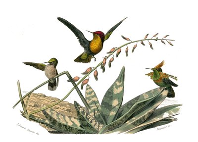 博物学的なボード。conirostrous passerines（円錐形のくちばし）を表す動物学的ボード。ハエトリ、小ハエトリ、ホオジロハエトリ。博物学者ジョージ・ビュフォンの「ビュフォン全集」の鳥類に関する9巻から描かれた図版。 作： Edouard Travies