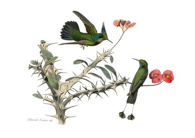 博物学的なボード。conirostrous passerines（円錐形のくちばし）を表す動物学的ボード。ホオジロハエトリとスナドリハエトリ。博物学者ジョルジュ・ルイ・ルドルフが書いた『ビュフォン全集』の鳥類に関する9巻から抜粋した図版。 作： Edouard Travies