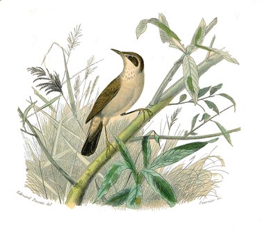 博物学的なボード。conirostrous passerines（円錐形のくちばし）を表す動物学的ボード。朱雀。博物学者ビュフォン伯爵ジョルジュ・ルイ・ルクレール（1707-1788）の『ビュフォン全集』鳥類編9巻からの図版。 作： Edouard Travies