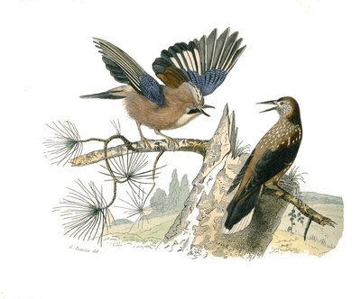 博物学的なボード。conirostrous passerines（円錐形のくちばし）を表す動物学的なボード。カケスとナッツクラッカー博物学者ビュフォン伯爵ジョルジュ・ルイ・ルクレールが著した『ビュフォン全集』の鳥類に関する9巻から描かれた図版。 作： Edouard Travies