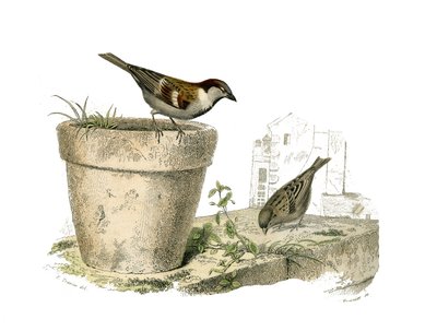 博物学的なボード。conirostrous passerines（円錐形のくちばし）を表す動物学的ボード。スズメ（雀）です。博物学者のビュフォン伯爵ジョルジュ・ルイ・ルクレール（Georges Louis Leclerc）が書いた『ビュフォン全集』の鳥類に関する9巻から描かれた板。 作： Edouard Travies