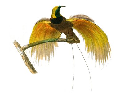 博物学委員会：conirostrouspasserinesを表す動物学委員会 作： Edouard Travies