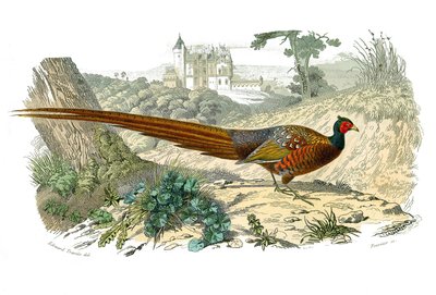 博物学的なボード。キジを表す動物学的な板。博物学者のビュフォン伯爵ジョルジュ・ルイ・ルクレール（1707-1788）が1749年から1785年にかけて執筆した『ビュフォン全集』の鳥類に関する9巻から描かれたもの。イラストレーション 作： Edouard Travies