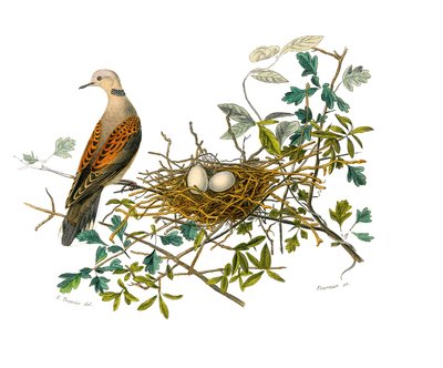 博物学的なボード。鳥類図譜：巣の近くの鳩。博物学者ビュフォン伯爵ジョルジュ・ルイ・ルクレール（1707-1788）が1749年から1788年にかけて執筆した『ビュフォン全集』の鳥類に関する9巻から描かれた図版。 作： Edouard Travies