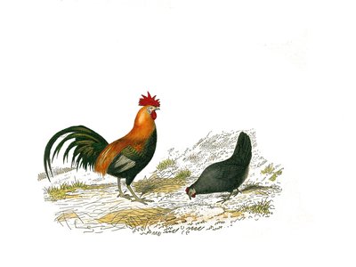 博物学委員会：キジを表す動物学委員会：オンドリと雌鶏。自然主義者ジョルジュ・ルイ・ルクレール、ブッフォン伯爵によって書かれた「「ブッフォンの完全な作品」」の鳥の9巻から描かれたプレート 作： Edouard Travies