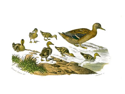 博物学的なボード。lamellirostrous palmipedes（スラットや歯のある）を表現した動物学的ボード。アヒルの雌とその子供。博物学者ジョルジュ・ルイ・ルクレールの『ビュフォン全集』の鳥類に関する9巻から描かれた図版。 作： Edouard Travies