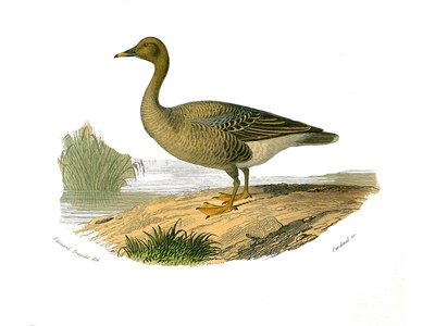 博物学的なボード。lamellirostrous palmipedes（スラットまたは歯を持つ）を表す動物学的なボード。雁（がん）。博物学者のビュフォン伯爵ジョルジュ・ルイ・ルクレール（17歳）が著した『ビュフォン全集』の鳥類に関する9巻から描かれた図版。 作： Edouard Travies