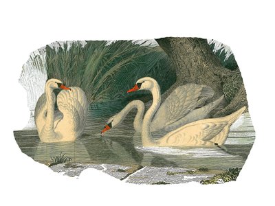 自然史委員会：lamellirostrouspalmipedesを表す動物学委員会 作： Edouard Travies