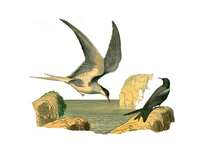 博物学的なボード。ロンギペン（または背の高い帆船、高海鳥）を表す動物学的なボード。ガリン・ストーンとカカシ。博物学者ジョルジュ・ルイ・ルクの『ビュフォン全集』の鳥類に関する9巻から描かれた図版。 作： Edouard Travies