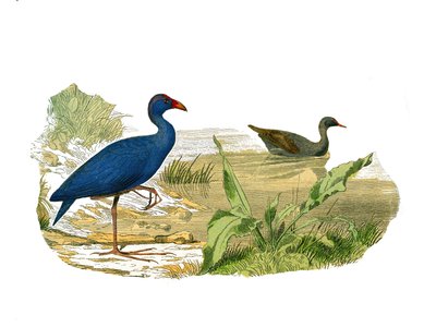博物学ボード。longirostrous shading（嘴が長くて痩せている）：サルタン・ヘン（sultan hen）とウォーターヘン（waterhen）を表す動物学的な板。博物学者ジョルジュ・ローが執筆した『ビュフォン全集』の鳥類に関する9巻から描かれた板。 作： Edouard Travies
