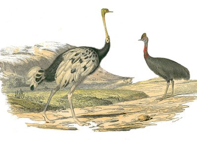 博物学的なボード。渉禽類のダチョウとカソアを表した動物学的ボード。博物学者のビュフォン伯爵ジョルジュ・ルイ・ルクレール（1707-1788）が1749年から1785年にかけて執筆した『ビュフォン全集』の鳥類に関する9巻から描かれた板。 作： Edouard Travies