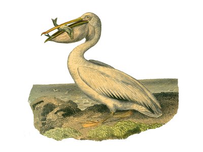 博物学ボード。トチパルム（水中での釣り）を表現した動物園ボード。白いペリカン。博物学者ビュフォン伯爵ジョルジュ・ルイ・ルクレール（1707-1788）の『ビュフォン全集』鳥類編9巻から描かれたもの。 作： Edouard Travies
