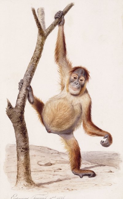 オランウータン、1836 作： Edouard Travies