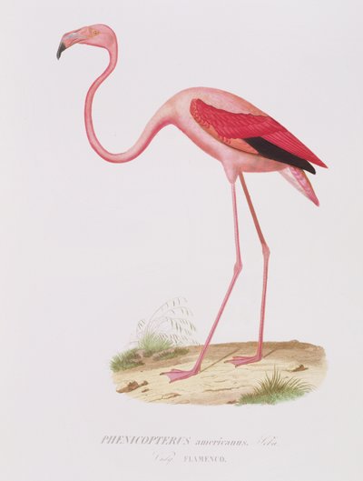 Phenicopterus americanus（フラメンコ）（原文）は、フルニエ、パブによって刻まれました。 Bougeardより 作： Edouard Travies