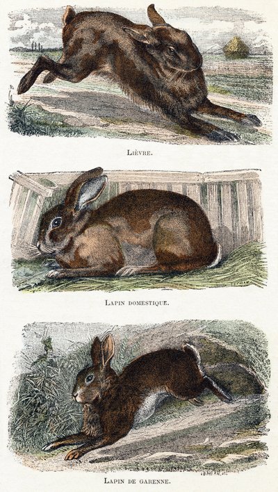 うさぎ-「アルファベットは動物を示しています」19世紀（彫刻） 作： Edouard Travies