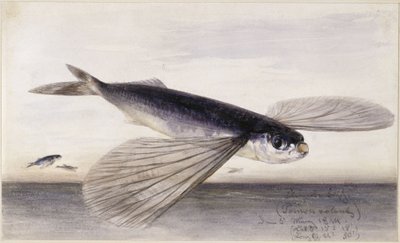魚類に関する研究（トビウオ） 作： Eduard Hildebrandt