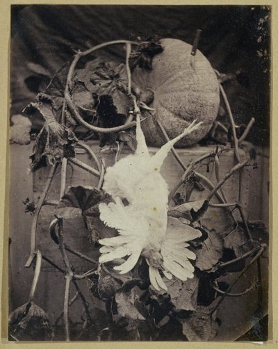 死んだ鳥とカボチャのある静物 作： Eduard Isaac Asser