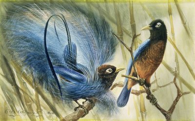 ブルーバードオブパラダイス、1909（紙にトイレ） 作： Edward Adrian Wilson
