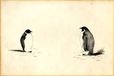 皇帝ペンギン 作： Edward Adrian Wilson