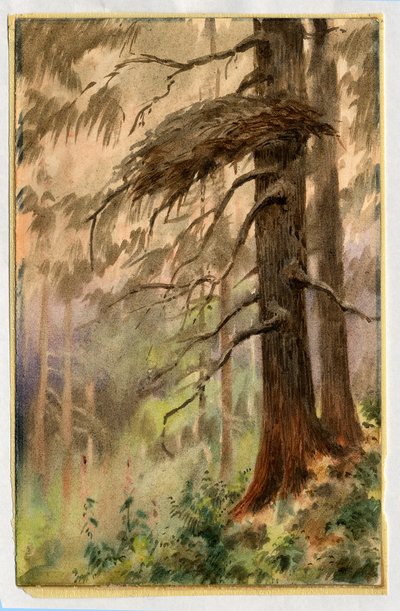 ゴショークスの巣、1898-99年（紙にトイレ） 作： Edward Adrian Wilson
