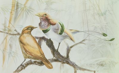 鳥の楽園、1909年（紙にトイレ） 作： Edward Adrian Wilson