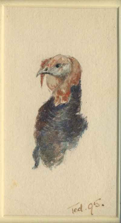 七面鳥の研究、1895年（紙にトイレ） 作： Edward Adrian Wilson