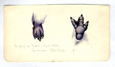 皇帝ペンギンのひよこの足の2つの研究、1901年4月（紙にトイレ） 作： Edward Adrian Wilson
