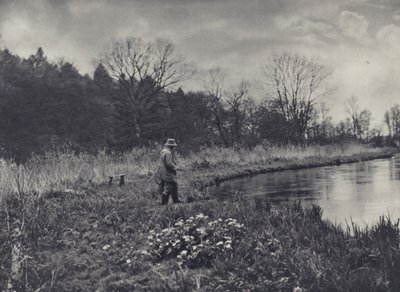 春一番のキングカップ（モノクロ写真） 作： Edward Alfred Barton