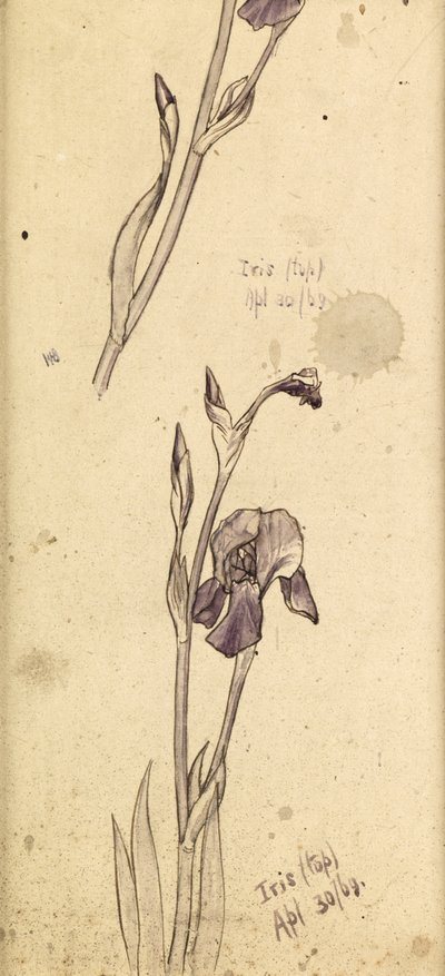 アイリス、1869 作： Edward Burne Jones