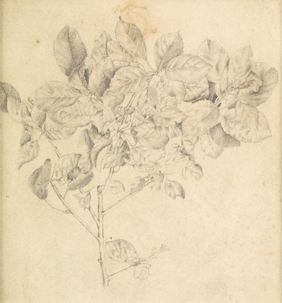 リンゴ園の研究 作： Edward Burne Jones