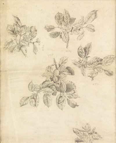 リンゴの研究、おそらく「アバロンのアーサー」の背景、2 作： Edward Burne Jones