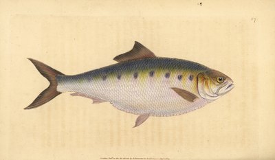 Allis shad, Alosa alosa（シャッド、Clupea alosa）。エドワード・ドノバンが、ロンドンのDonovan and F.C. and J. Rivington, Londonの「Natural History of British Fishes」から描いて彫った手彩色の銅版画。 作： Edward Donovan