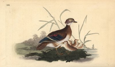 アメリカのウッドダック（メスと子供）。エドワード・ドノバンが自作の「英国鳥類自然史」（ロンドン）から描いて彫った手彩色の銅版画 作： Edward Donovan