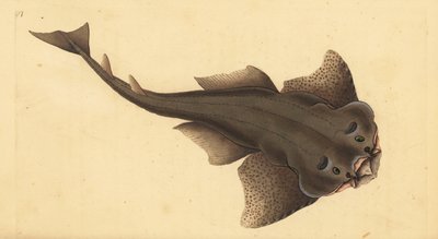 エンゼルシャーク、スクアティナ・スクアティナ（Squatina squatina）。絶滅の危機に瀕している。エンゼルシャーク、Squallus squatinus）。エドワード・ドノバンが、ロンドンのDonovan and F.C. and J. Rivington社の『Natural History of British Fishes』から描いて彫った手彩色の銅版画。 作： Edward Donovan