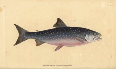 北極イワナ、Salvelinus alpinus alpinus（アルパインサーモン、Salmo alpinus）。エドワード・ドノバンが、ロンドンのDonovan and F.C. and J. Rivington社の『Natural History of British Fishes』から手描きで銅版画を作成したもの。 作： Edward Donovan