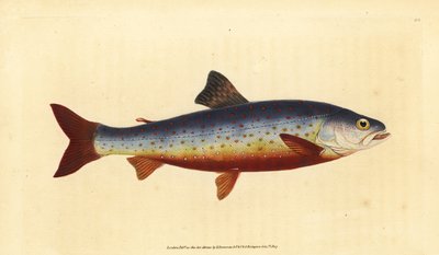 北極イワナ、Salvelinus alpinus alpinus（サルヴェリアン・イワナ、Salmo salvelinus）。エドワード・ドノバンが、ロンドンのDonovan and F.C. and J. Rivington社の『Natural History of British Fishes』から描いて彫った手彩色の銅版画。 作： Edward Donovan