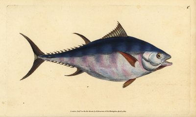 Atlantic bluefin tuna, Thunnus thynnus（絶滅危惧種）。ツナギ、Scomber thynnus。エドワード・ドノバンが、ロンドンのDonovan and F.C. and J. Rivington社の『Natural History of British Fishes』から描いて彫った手彩色の銅版画。 作： Edward Donovan