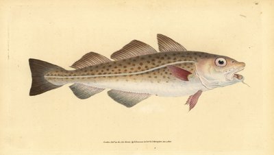 大西洋のタラまたはタラの魚。Gadus morhua。傷つきやすい。エドワード・ドノヴァンが、ロンドンのDonovan and F.C. and J. Rivington社の『Natural History of British Fishes』から描いて彫った手彩色の銅版画。 作： Edward Donovan