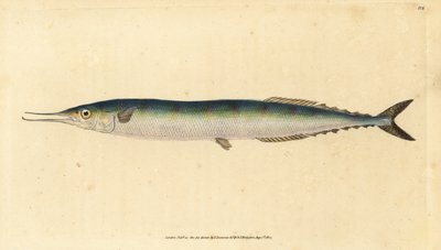 大西洋のサンマ、Scomberesox saurus saurus (Skipper pike, Esox saurus)。エドワード・ドノバンが、ロンドンのDonovan and F.C. and J. Rivington社の『Natural History of British Fishes』から手書きで描いて彫った色付き銅版画。 作： Edward Donovan