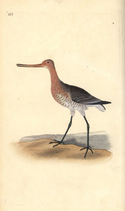 オナガドリ（雌）Limosa lapponica。エドワード・ドノバンがロンドンで出版した自作の「英国鳥類博物誌」から描いて彫った手彩色の銅版画 作： Edward Donovan