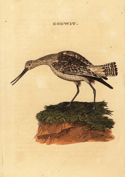 オカメインコ（Limosa lapponica）。 作： Edward Donovan