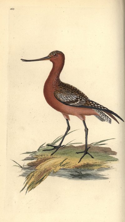Bar-tailed Godwit, Limosa lapponica.エドワード・ドノバンがロンドンの「英国鳥類自然史」から描いて彫った手彩色の銅版画。 作： Edward Donovan