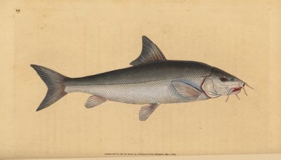 バーベル、ビアード・ビアード（Cyprinus bearded）。エドワード・ドノバンが、ロンドンのDonovan and F.C. and J. Rivington社の『Natural History of British Fishes』から描いて彫った手彩色の銅版画。 作： Edward Donovan