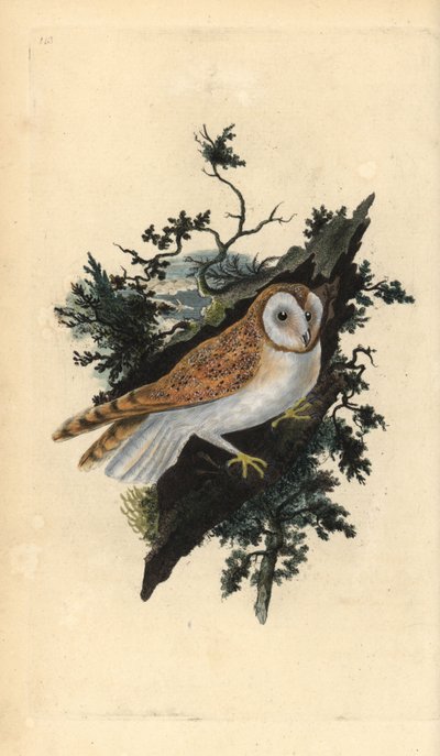 メンフクロウ（Tyto alba）。エドワード・ドノバンがロンドンで出版された自作の「英国鳥類博物誌」から描いて彫った手彩色の銅版画。 作： Edward Donovan