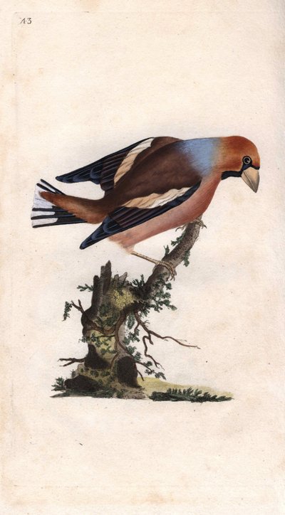 大きなくちばしでコアを割る。Coccothrausts（Loxia coccothraustes）。エドワード・ドノバン（1768-1837）による銅版画、Histoire naturelle des oiseaux britanniques, Londonに掲載。 作： Edward Donovan