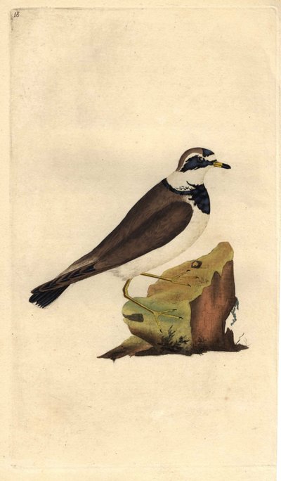 ビッググラベロー。Charadrius hiaticula.エドワード・ドノヴァン（1768-1837）による銅版画、ロンドンのHistoire naturelle des oiseaux britanniquesに掲載。 作： Edward Donovan