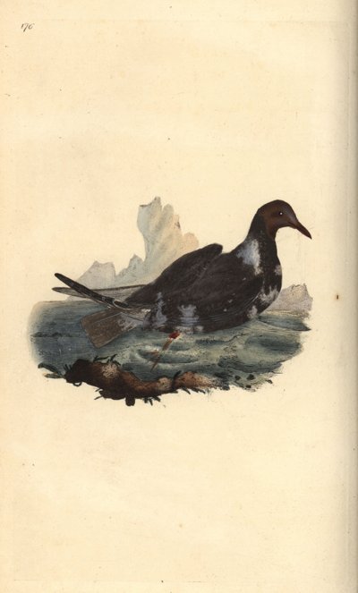 頭が茶色の夏羽のクロミミカモメ（Chroicocephalus ridibundus）。エドワード・ドノバンがロンドンで出版した「英国鳥類博物誌」から描いて彫った手彩色の銅版画。 作： Edward Donovan